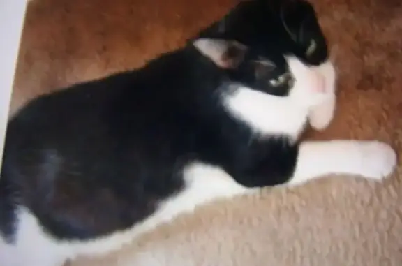 Lost cat, Frankford Court, Dallas - male tuxedo, diabetic - photo