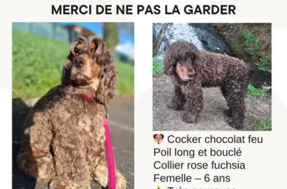 Perdu chien femelle, Guémené-Penfao, Pays de la Loire - couleur feu chocolat - photo