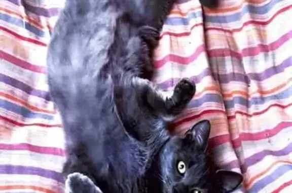 Animaux perdus , photo: Chat perdu, Laigné-Saint-Gervais, Pays de la Loire - mâle, très docile et peureux