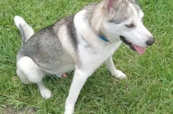 Lost dog, male, 92nd Street, Houston - friendly Husky - photo