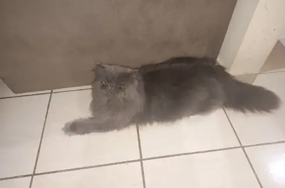 Gato desaparecido Macho (brl00...