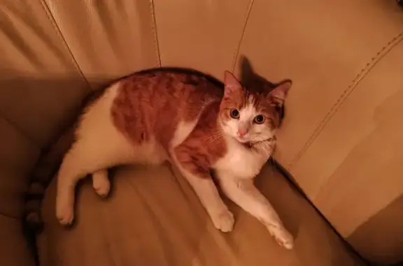 Animaux perdus Colomiers, photo: Perdu chat femelle, Allée du Croisic, 2, Colomiers - chatte rousse et blanche