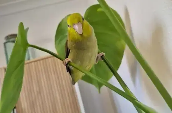 Lost bird, Beryl Street, 41, Tweed, Tweed Heads - male parrotlet - photo