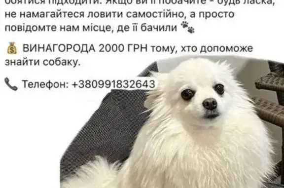 Зникла собака, Кобзарна вулиця, Решетилівка — білий шпіц, дівчинка Міра - photo