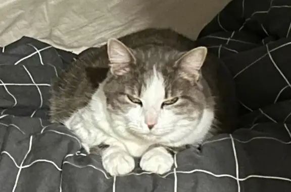 Animaux perdus Meaux, photo: Chat perdu, Rue des Lilas, Chavelot, Meaux - femelle, grise clair et blanche, collier vert