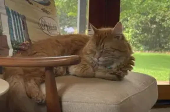 Lost pets Adelaide, photo: Lost cat, Gwynne Street, 19, Norwood Payneham and St Peters, Adelaide - male, orange, blue collar