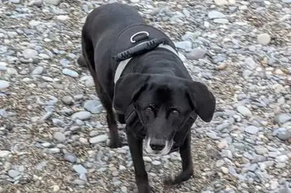 Animaux perdus Nice, photo: Chien perdu, Boulevard de Cambrai, 36, Nice - chienne noire, 13 ans
