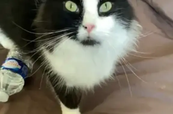 Chat perdu, Avenue du Stade, 66470, Sainte-Marie-la-Mer, Marseille - femelle, poils longs - photo
