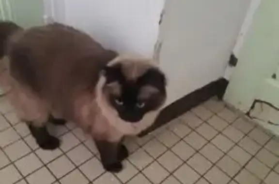 Chat perdu, La Gerbretière, Sainte-Pazanne - sociable et très mignonne - photo