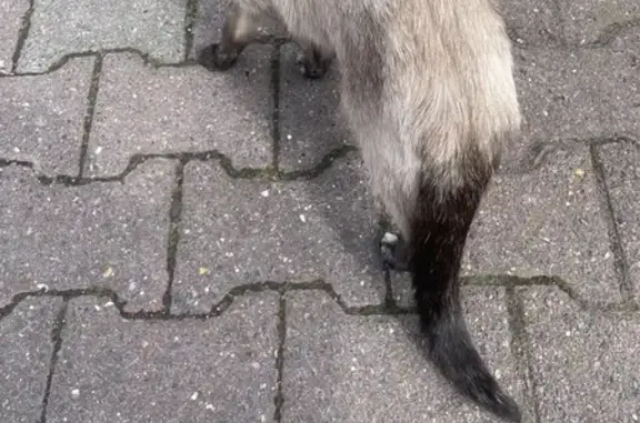 Animaux trouvés Paris, photo: Chat trouvé, Rue Jules Roch, 19, Orchies, Paris - femelle, non craintif