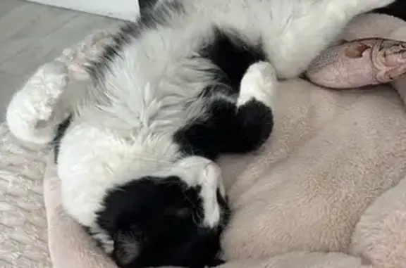 Chat perdu, Pacy-sur-Eure, photo: Chat perdu, Rue du Faubourg, 2, Pacy-sur-Eure - mâle, noir et blanc à poils longs