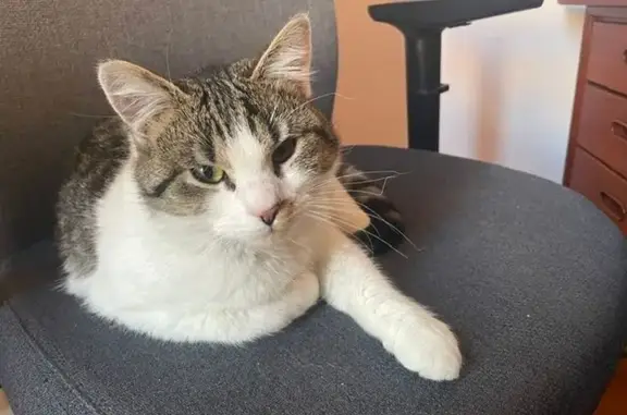 Chat perdu, Lille, photo: Chat perdu, Lille - chatte blanche et tigrée, pucée et stérilisée