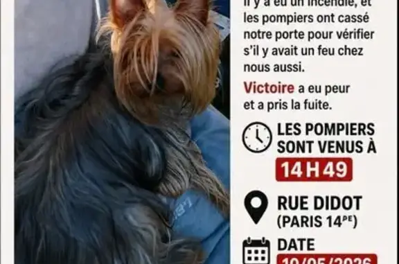 Chien perdu Paris, photo : Perdu chien femelle, Rue Didot, Paris - Yorkshire Terrier