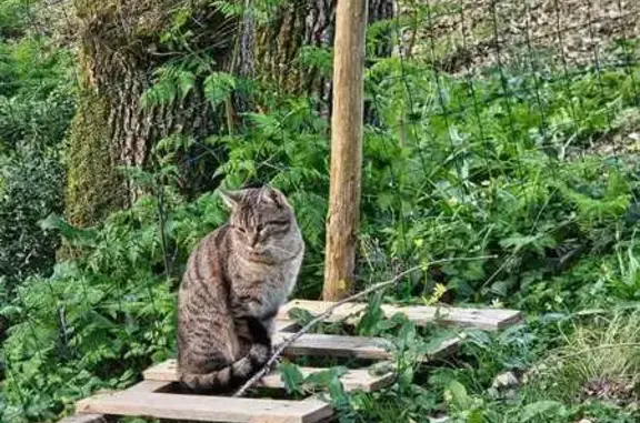 Animaux perdus Basse-Goulaine, photo: Chat perdu, Rue du Général Leclerc, 2, Basse-Goulaine - mâle rayé noir et gris