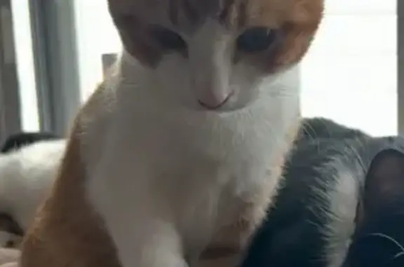 Animales perdidos Ibiza, foto: Perdido gato masculino, Carrer de les Malves, 21, Sant Antoni de Portmany, Ibiza — atigrado blanco y naranja, cariñoso