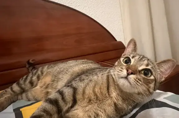Perdido gato hembra, Carrer Ma...