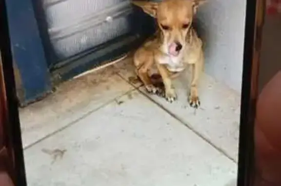 Cachorro perdido Macho (brl002775) - photo