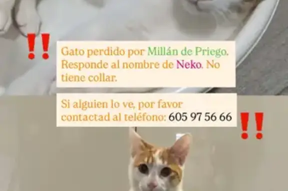 Perdido gato macho, Calle Mill...