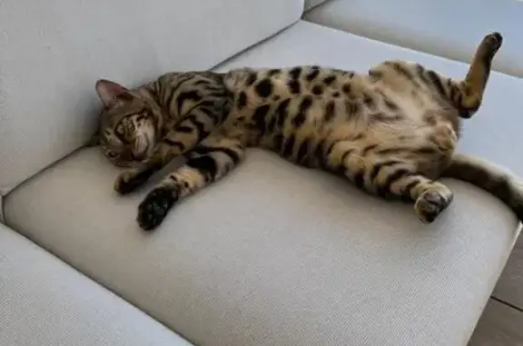 Chat perdu, Saint-Cyr-sur-Loire, photo: Chat perdu, Rue François Arago, 32, Saint-Cyr-sur-Loire - mâle bengal craintif