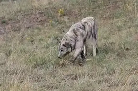 Lost dog, County Road 21, 123, Cañon City, Guffey — male, very friendly - photo