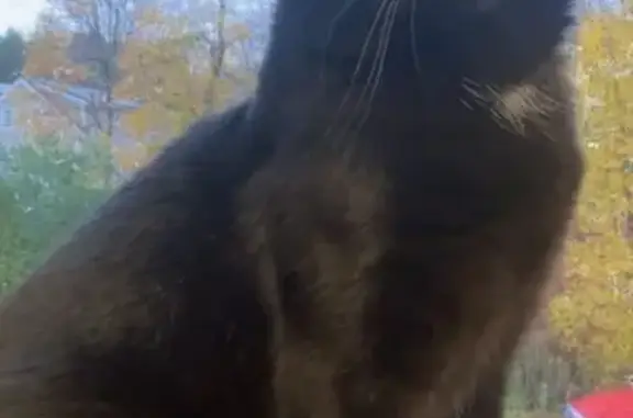 Lost cat, Main Street South, 17, Bethlehem - male, black with a small white chest patch - photo