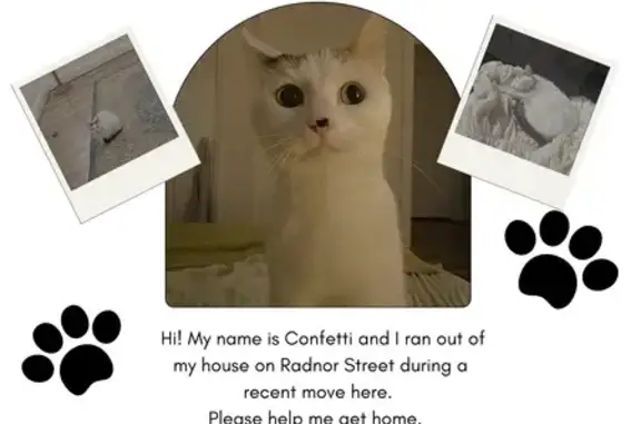 Lost cat, Radnor Street, Nashville - indoor cat Confetti - photo