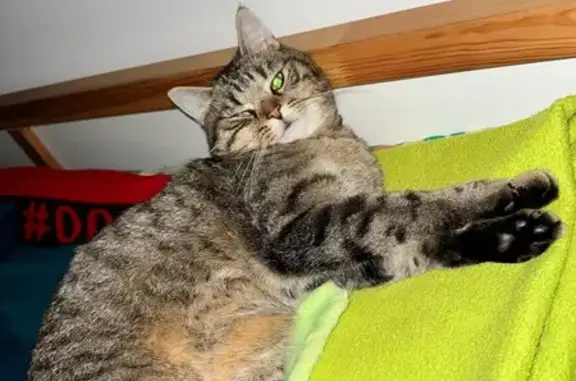 Animaux perdus Mérignac, photo: Chat perdu, Rue Théophile Gautier, 43, Mérignac - mâle tigré
