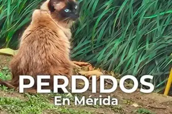 Perdido gato hembra, Calle 27,...