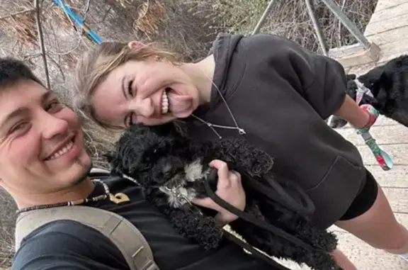 Lost dog, 7th Street, 1175, Heyburn - male Shitzu poodle mix - photo