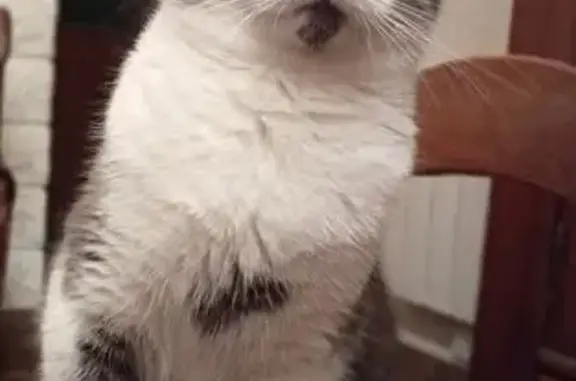 Animaux perdus Hénin-Beaumont, photo: Perdu chat femelle, Lyon