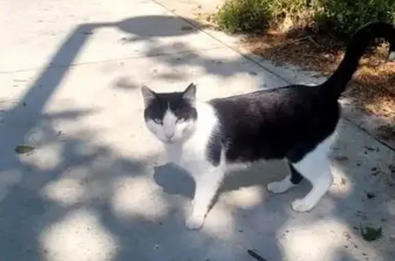 Encontrado gato en Carrer de C...