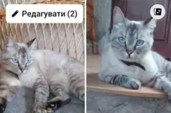 Зникла кішка, Цілинна вулиця, 22, Виноградів — тайська, з червоним ошийником - photo