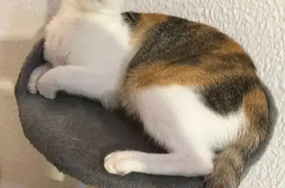 Perdido gato hembra, Carrer Ca...