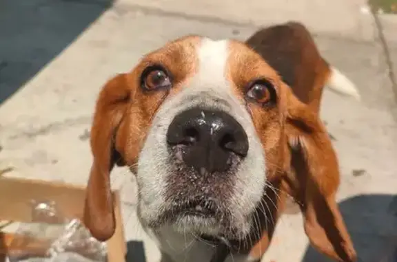 Animales perdidos Tepexpan, foto: Perro perdido macho, Calle Agustín De Iturbide, Tepexpan - beagle con collar negro