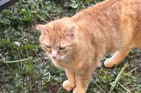 Chat perdu, Steinbach, photo: Chat perdu, Route de Thann, 96, Steinbach - mâle, roux, oreille légèrement fendue