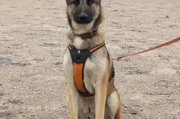 Animaux perdus Auch, photo: Chien perdu, Cordes-sur-Ciel, Auch - mâle type malinois