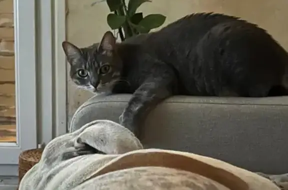 Animaux perdus Perpignan, photo: Chat perdu, Avenue du Languedoc, Perpignan - femelle, petite taille