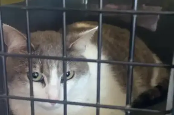 Animaux trouvés Bussières, photo: Chat trouvé, Néronde, Bussières - femelle, yeux verts