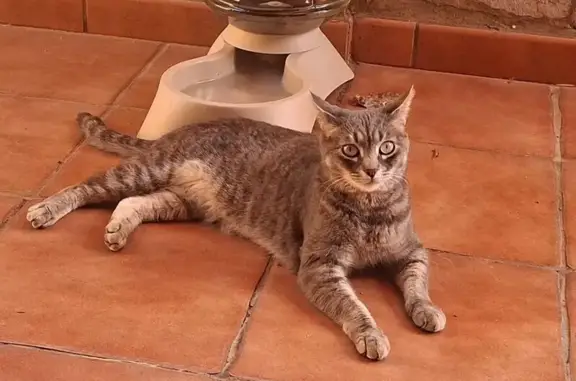 Perdido gato hembra, Agregado...