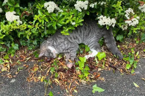 Animaux trouvés Paris, photo: Chat trouvé, Avenue des Bleuets, Maurepas, Paris - gris et blanc, décédé