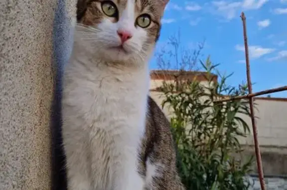 Chat perdu, Rue Nationale, 47, Chemillé-en-Anjou, Chemillé-Melay - tigré blanc gris, castré et pucé - photo