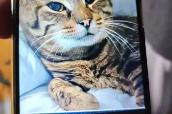 Animaux perdus Pessac, photo: Chat perdu, Route de Bruhon, Saint-Pardon-de-Conques, Pessac - mâle tigré