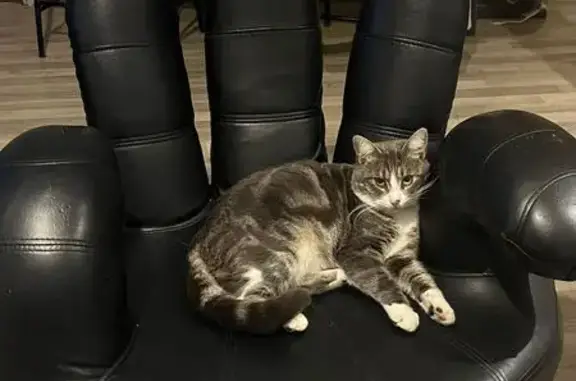 Animaux perdus Capvern, photo: Chat perdu, Rue Marie Curie, Capvern - jeune, gris et blanc