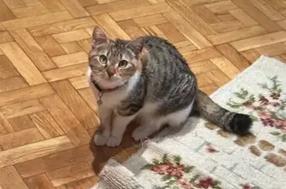 Perdido gato hembra, Calle Zamora, 4, Getafe - tricolor y con cola deformada - photo