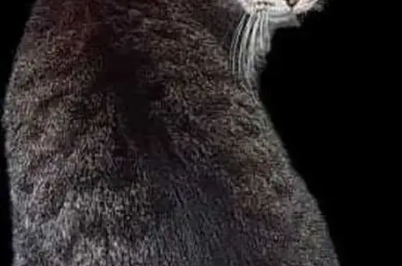 Perdido gato hembra, Inca, Islas Baleares, Pozuelo de Alarcon - asustadiza y responde por un chasquido de dedos - photo