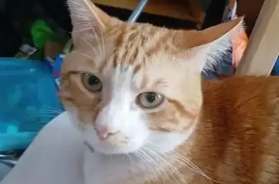 Lost and found pets Independence, photo: Lost cat, North River Boulevard, 1609, Independence - orange and white, blue collar with stars