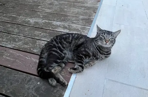 Animaux trouvés Toulouse, photo: Chat trouvé mâle, Rue Marcel Cerdan, Saint-Alban, Toulouse - très câlin