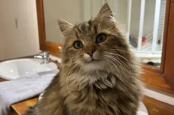Chat perdu, Allée aux Fèves, 7, Montier-en-Der - mâle, marron, peureux - photo