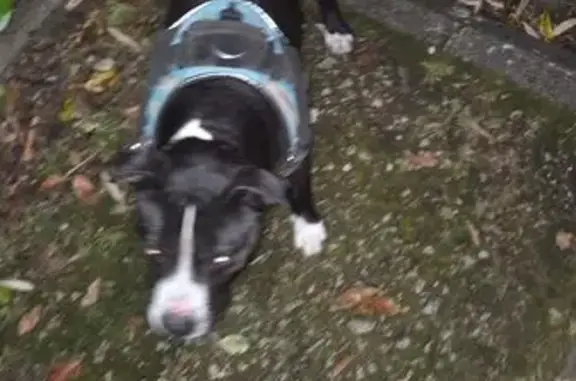 Animaux trouvés Mont-de-Marsan, photo: Trouvé chien, Rue du Docteur Gobert, 9, Mont-de-Marsan - chien noir et blanc type Staff