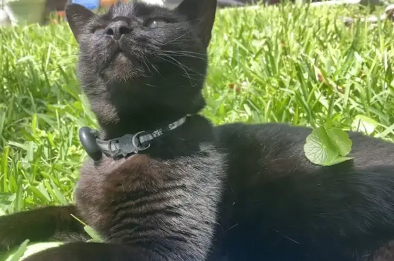 Lost cat, Lee Road, 1887, Winter Park - female, black/chocolate coat - photo